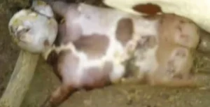 Cabra nasce com rosto humano e assusta população no Piauí