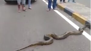 Sucuri de 5 metros tenta atravessar avenida e para trânsito em Manaus