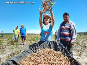 Prefeitura de Anapurus dá inicio à colheita da Safrinha Solidária 2020