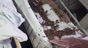 Teto do Hospital da Criança desaba em São Luís