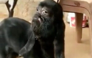 Na Índia cabra com ‘rosto humano’ é reverenciada como um Deus