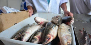 Peixe do maranhense mais barato; Governo do estado diminui impostos sobre o pescado