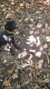 Corpo de Samuel Araújo é encontrado por cães farejadores na Portelinha