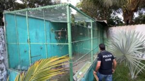 Aves silvestres foram encontradas em propriedade de suspeito de homicídio preso na Operação Scarface