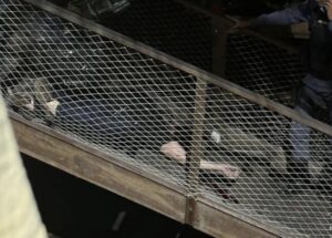 Marido da cantora Janaína Santos é assassinado a tiros em Barreirinhas.