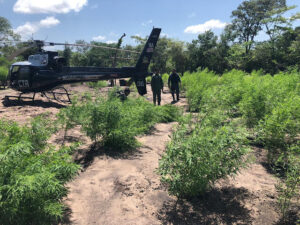 Polícia Militar destrói plantação de 7 mil pés de maconha em Tutóia/MA