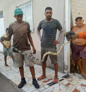 Corpo de Bombeiros captura cobra de 2 metros em residência de Chapadinha/MA