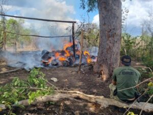 Operação Polígono VI destrói mais de 7 toneladas de maconha em Grajaú