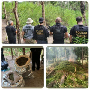Polícia estoura plantação de maconha em Caxias; Quase 36 mil pés foram destruídos