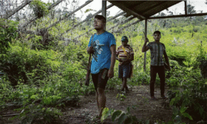 ‘Mais ameaçada do mundo’, tribo no MA vive cerco de madeireiros e caçadores