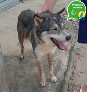 SANSÃO FOI ENCONTARADO