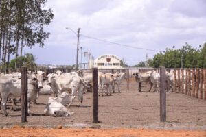 Lançamento Oficial da final da II Vaquejada da Ilha no Parque J. Lucena