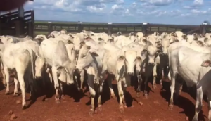 Polícia recupera mais de 200 cabeças de gado roubadas por quadrilha de estelionatários em Lajeado Novo no Maranhão