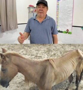 Moradores denunciam maus-tratos contra animais em Alto Alegre do Pindaré