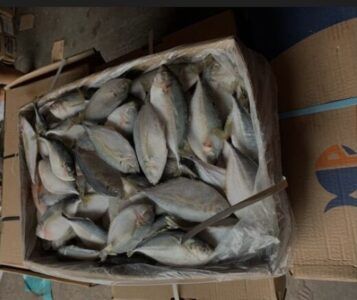 Vereador Alvaro Pires distribui toneladas de peixes em ação social da Semana Santa