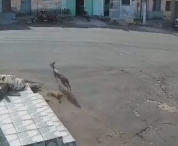 Veado foi flagrado saltitante pelas ruas de Tuntum