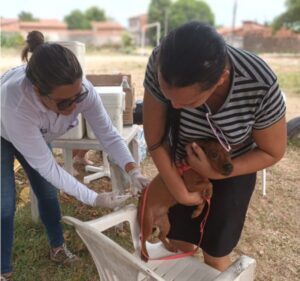Mais de 4.000 cães e gatos vacinados durante campanha antirrábica em Paço do Lumiar