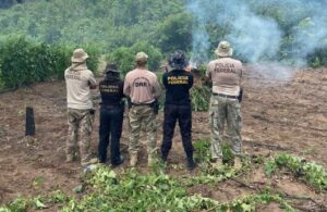 Polícia Federal erradica 119 mil pés de maconha em terras indígenas no Maranhão