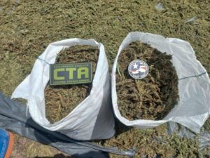 Com meia tonelada de droga apreendida em 2023, Governo do MA avança em ações de combate às organizações criminosas