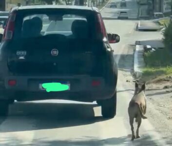 Polícia descarta caso de abandono envolvendo cachorro ‘perseguindo’ carro em avenida de São Luís