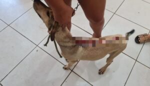 Mulher é presa em São Mateus por maltratar um cão que estava com couro arrancado