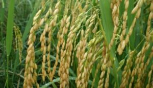 Conab prevê acréscimo de 15,1% na produção estimada de 180,5 mil toneladas de arroz no MA