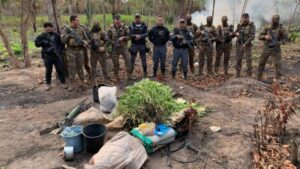Operação policial integrada destrói grande plantio de maconha na Baixada Maranhense