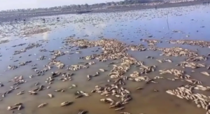 Peixes morrem em massa no Maranhão por causa da seca