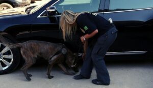 PF deflagra operação contra tráfico interestadual de drogas no Maranhão