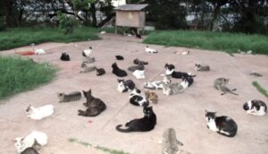 TJ mantém condenação e obriga Braide a cuidar dos gatos abandonados à beira do Bacanga