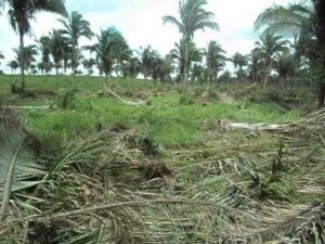 Maranhão tem um dos menores índices de desmatamento da Amazônia legal