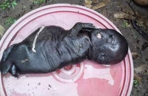 Filhote de porco nasce com a aparência de criança no interior do Maranhão