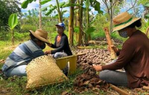 Baixa produção de óleo de babaçu coloca em risco rendimento das quebradeiras de coco do Maranhão