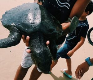 Óleo encontrado em praias do Nordeste é petróleo e não é brasileiro