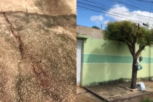 Homem é morto pelo tio após briga por geladeira em Timon