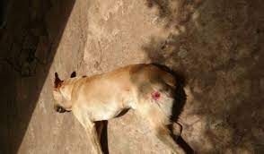 Homem dispara tiro de espingarda contra cachorro no MA