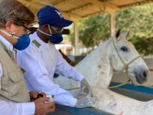 Brasileiros descobrem em cavalos anticorpos até 50 vezes mais potente contra a Covid-19