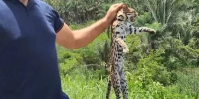 Viajantes socorrem gatos-maracajá atropelados no MA