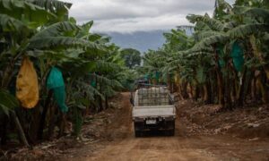Brasil deixou o topo dos países onde mais matam ativista ambiental