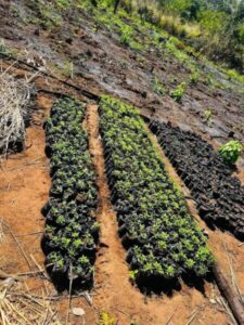 PF realiza em Grajaú operação de combate ao plantio de maconha