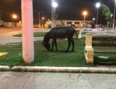 Itapecuru-Mirim/MA: Prefeito Felipe Marreca define prazo para o proprietários de animais  que os  retirem das ruas