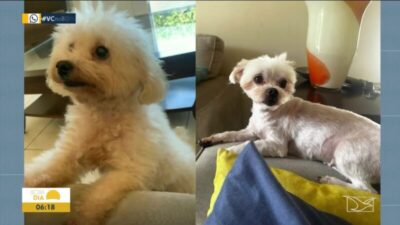 Cachorros furtados em São Luís são recuperados e retornam para casa dos tutores