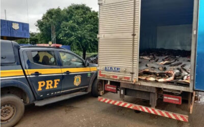 PRF apreende mais de 4 toneladas de peixes impróprios para consumo em Porto Franco
