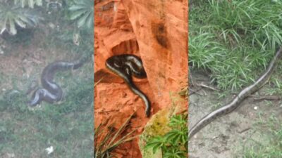 Sucuri gigante vive isolada há anos em cratera milenar em Mato Grosso do Sul