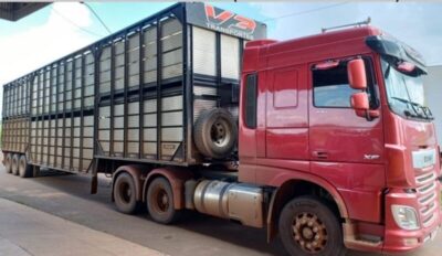 Caminhoneiro é flagrado transportando bovinos de maneira irregular na BR-222