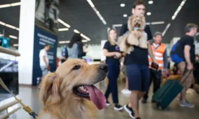Aéreas podem se negar a embarcar animais de suporte emocional, diz STJ