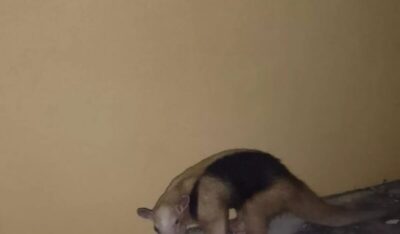 Tamanduá é resgatado pelo Corpo de Bombeiros em Itapecuru Mirim/MA.