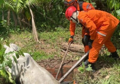 Corpo de Bombeiros de Itapecuru Mirim retirar uma vaca que caiu em fossa