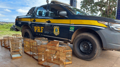 PRF resgata aves silvestres em ações de combate aos crimes ambientais em Açailândia
