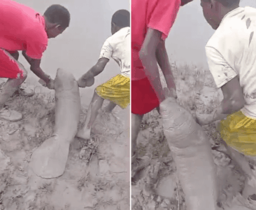 Crianças encontram filhote de peixe-boi encalhado na cidade de São João Batista